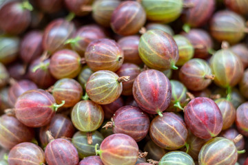 Top view on harvested ripe gosseberries