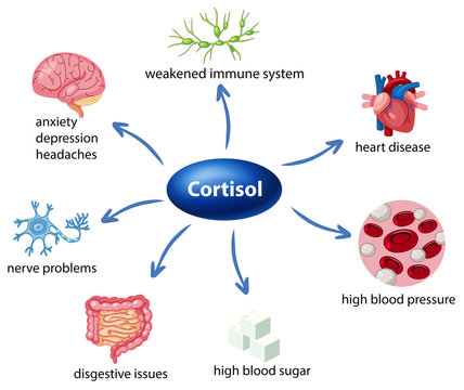 The role of cortisol in the body diagram