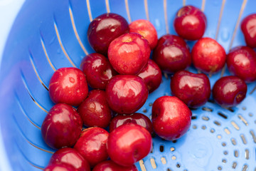 Fresh harvested red cherries in a blue kitchen sieve