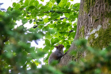 Squirrel on Tree Trunk