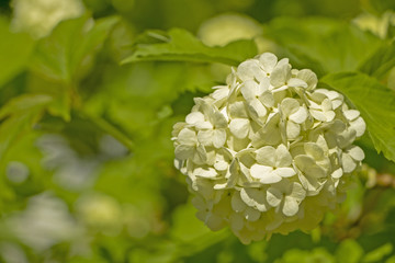 White, beautiful flower.