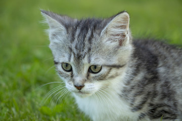 Naklejka na ściany i meble Kitten against the background of a green grass.