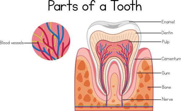 Parts of a tooth diagram