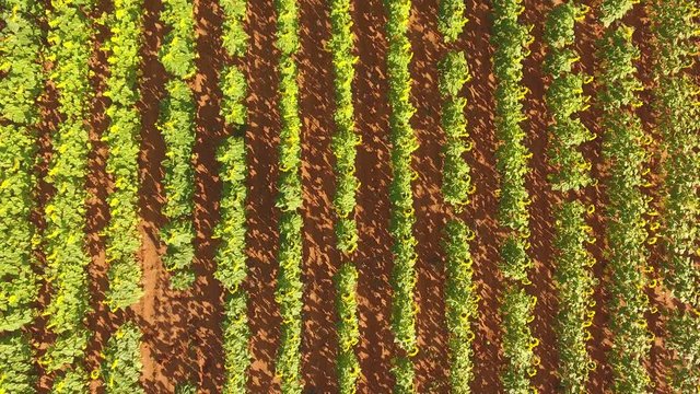 Low flying aerial view of a field of flowering sunflowers, South Africa