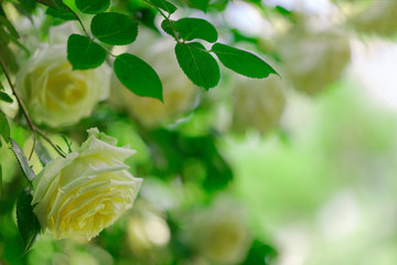 Yellow roses on a blurred green background.