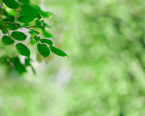 Fototapeta na wymiar Green blurred background of leaves.