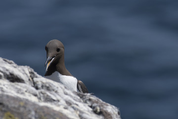 Guillemot (Uria aalge) clifftop on Isle of May