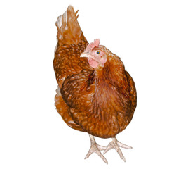 chicken on white background, isolate