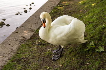 The swan is confused. Hiroshima Nagasaki Park in Cologne, Germany.