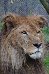 Obraz premium ライオン