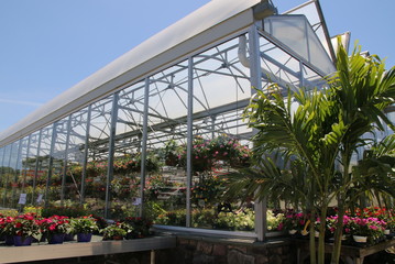 Fototapeta premium There are many plants and flowers in the green house.