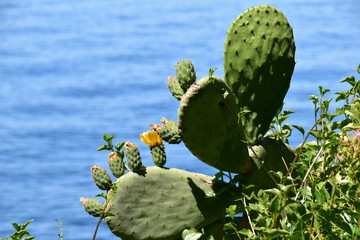 fleurs de cactus