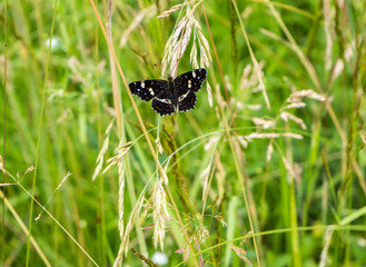 Araschia levana,Landkärtchen