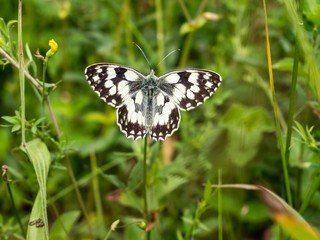 Melanargia galathea,Schachbrett