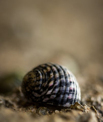 Coquille d'escargot au bord de la mer