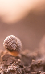 Coquillage au soleil levant