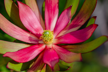 Magenta and green open protea flower with yellow/green centre