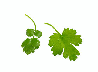 bundle of cilantro isolated on white