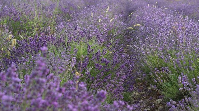Lavender season in Provence. lavender fields in France