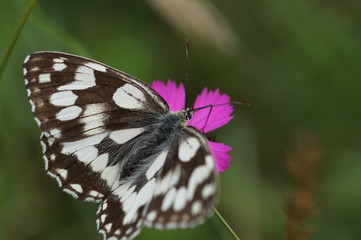 Schmetterling mit Tupfen