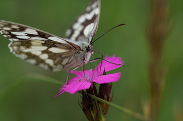 Schmetterling am Mittag