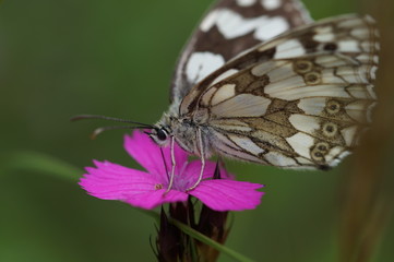 Pink und schwarz/weiß getupft