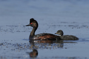 Black-necked grebe (Podiceps nigricollis)