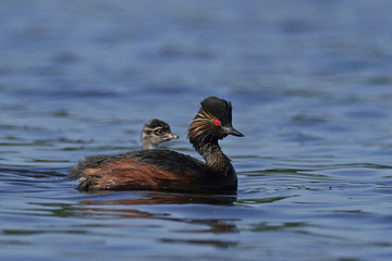 Black-necked grebe (Podiceps nigricollis)