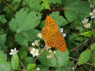 Fritillary butterfly on blackberry blossoms in forest