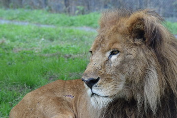 Fototapeta premium ライオン