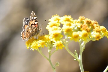 papillon sur fleur