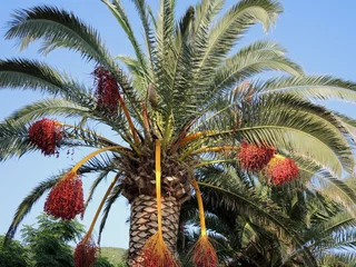 Papier Peint photo Lavable Palmier Date palm with fruits
