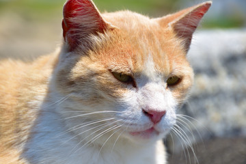 海岸の猫 (Cat at seaside)
