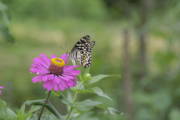 Lime Butterfly sucking nectar from zinnia flowers .