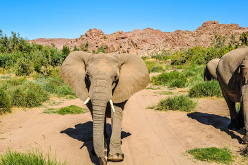 Wüstenelefant im Angriff in der Wüste frontal