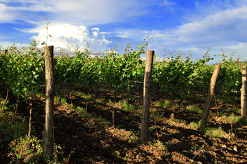 Виноградник