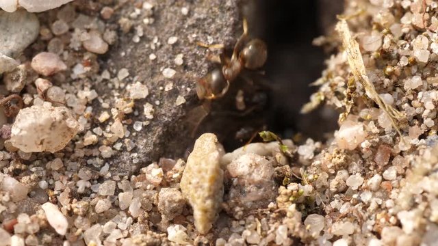 Macro shot of ants crawling in and out of crevice in the ground. Some ants can be seen carrying sand grains.