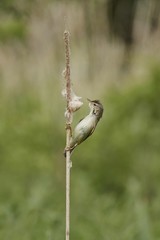 Marsh warbler (Acrocephalus palustris)