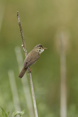Marsh warbler (Acrocephalus palustris)