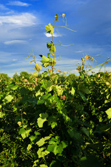 Виноградник