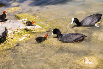 Eurasian coot with chicks