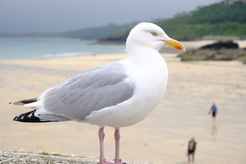 seagull