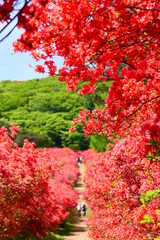 Naklejka premium ツツジ満開の登山道。徳仙丈山。気仙沼 宮城 日本。５月下旬。