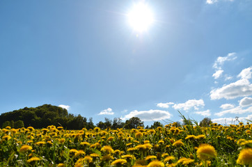 Löwenzahnwiese im Sonnenschein