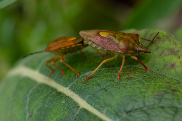 Heteroptères Reproduction 03