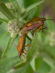 Heteroptères Reproduction 02