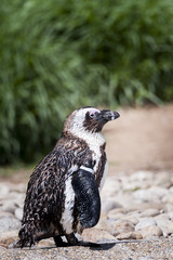 Fototapeta premium Manchot du Cap