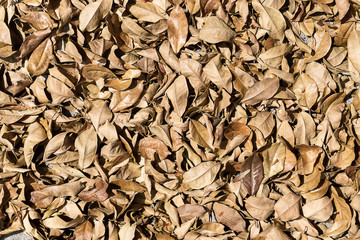 Dry leaves on the ground
