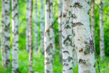 Summer birch forest view from Sotkamo, Finland.