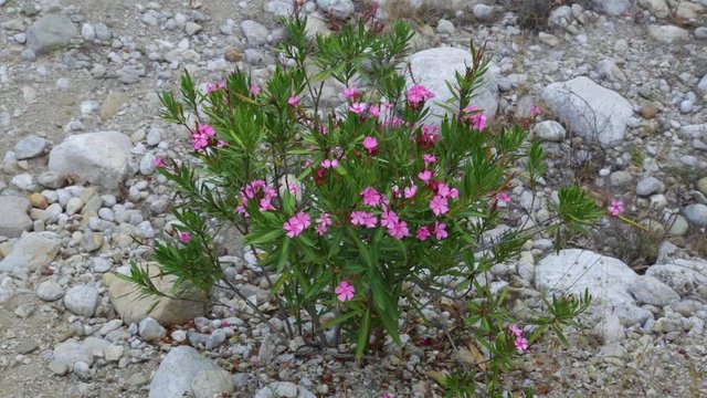 Beautiful cloudy scenic landscape. Dry stony bottom of river and closeup top view of beautiful pink flowers growing in hard soil. Taurus mountains area in Turkey, Beldibi.